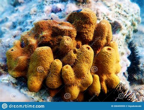  Aplysina!  Discover the Colorful Beauty of This Remarkable Barrel Sponge Known for Its Impressive Size and Vibrant Hues!