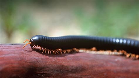 Giant Millipede!  The Unassuming Creature That Crawls the Earth and Exudes a Strange Odor When Threatened