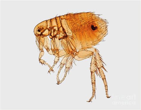  Xenopsylla! A Flea With Extraordinary Jumping Capabilities, Capable Of Reaching Astonishing Heights Despite Its Minuscule Size