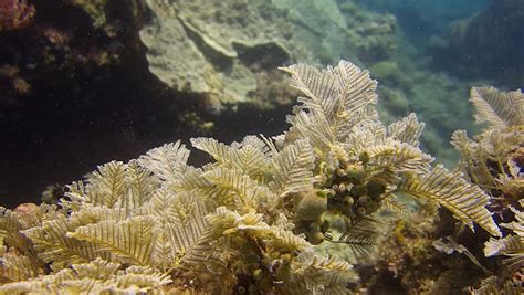  Yellow-Stinging Hydroid!  Can You Identify This Tiny Venomous Colonial Marvel?