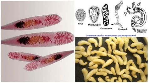 Kirkland Trematode: This Tiny Parasite Lives an Unusual Life Inside its Host's Gut!