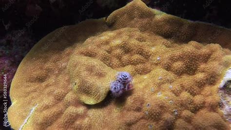  Polychaete:  This Colorful Underwater Worm Will Leave You Amazed by Its Incredible Regenerative Abilities!