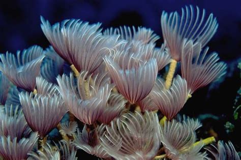  ดอกไม้ทะเล บlossoming in a kaleidoscope of vibrant hues, this mesmerizing underwater marvel embodies both the grace of a flower and the tenacity of a predator!