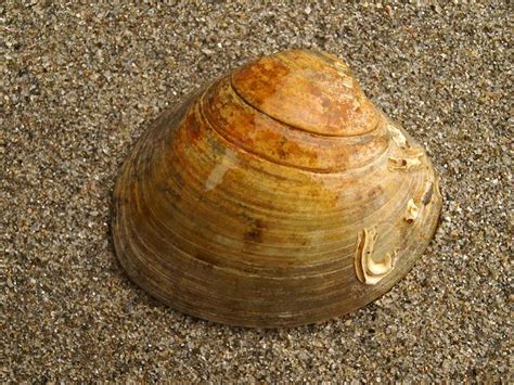   Venus Clam: Discover a Bivalve Beauty That Lives With Ancient Secrets and Exquisite Pearl Creations!